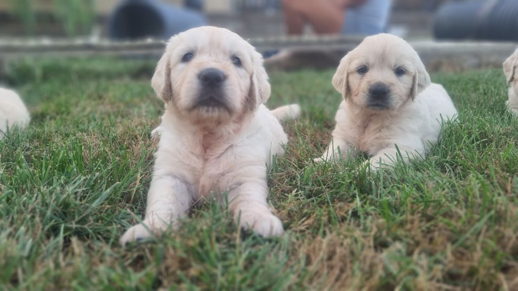 Des Rêveurs De Galens - Chiots disponibles - Golden Retriever