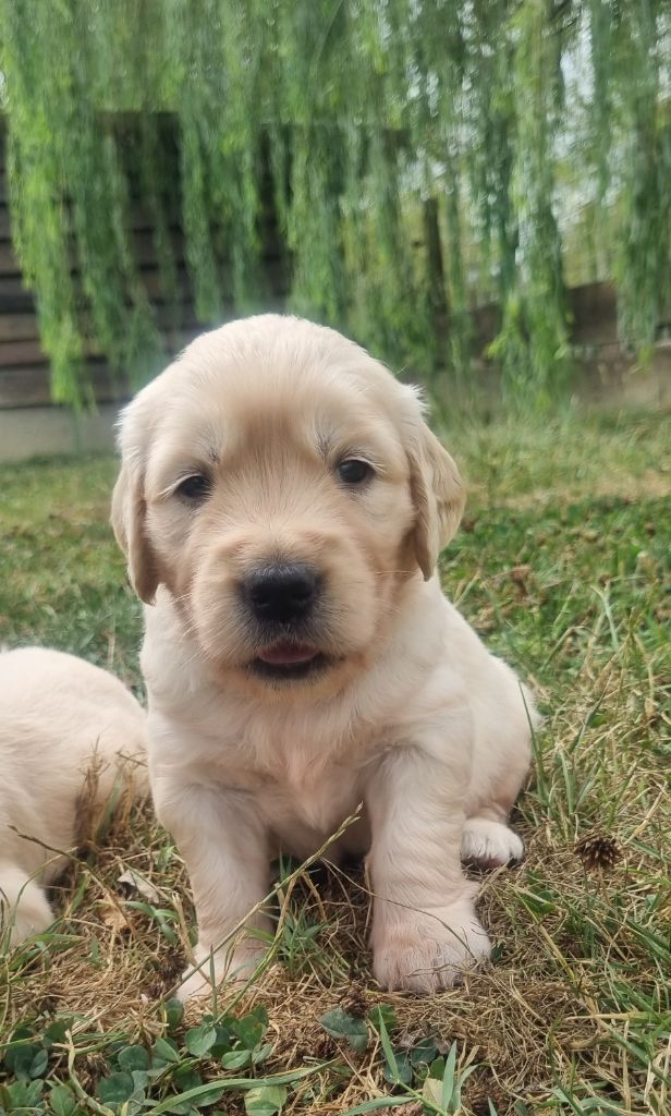 Des Rêveurs De Galens - Chiots disponibles - Golden Retriever