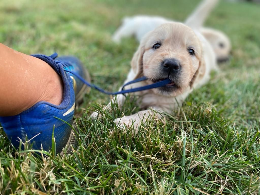 Des Rêveurs De Galens - Chiots disponibles - Golden Retriever