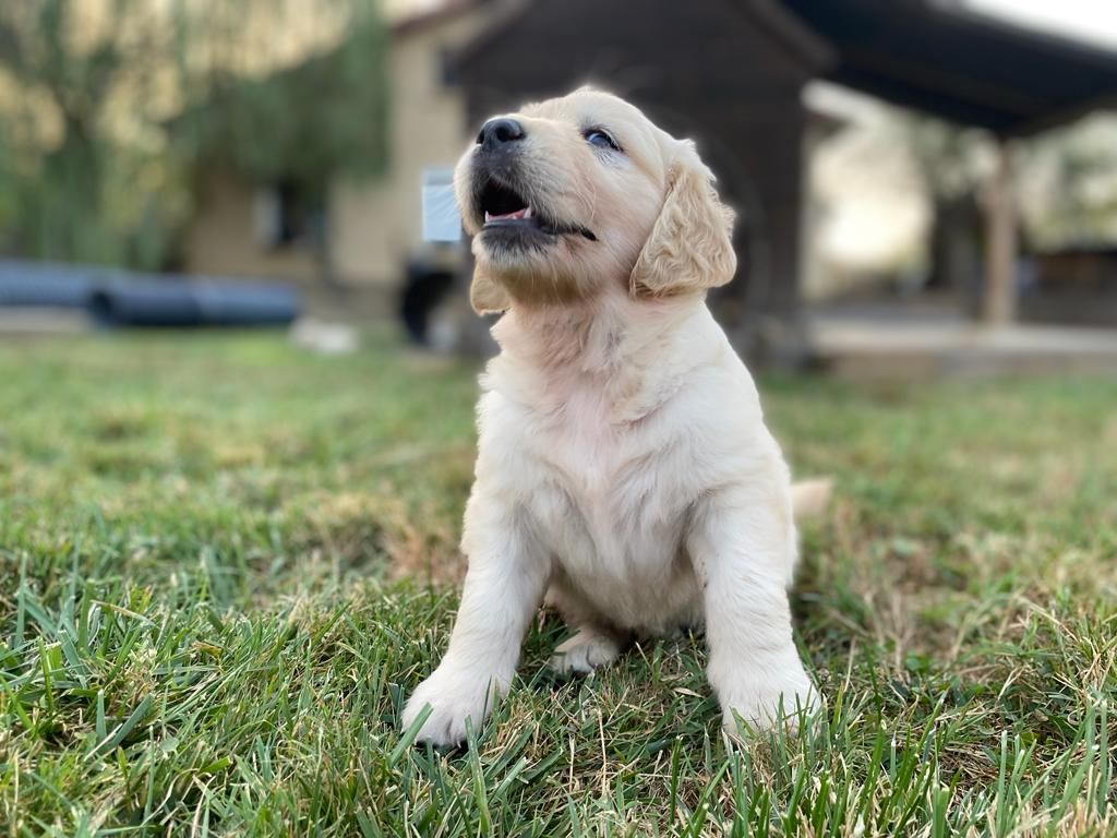 Des Rêveurs De Galens - Chiots disponibles - Golden Retriever