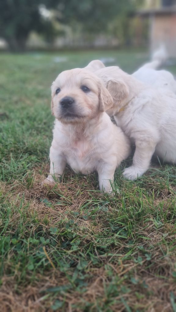 Des Rêveurs De Galens - Chiots disponibles - Golden Retriever