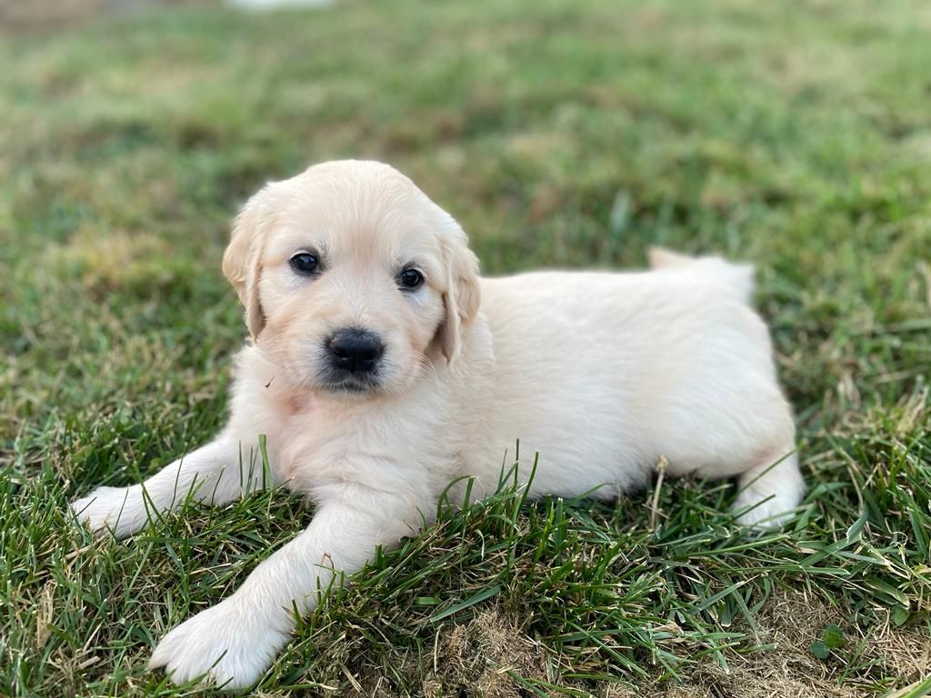 Des Rêveurs De Galens - Chiots disponibles - Golden Retriever