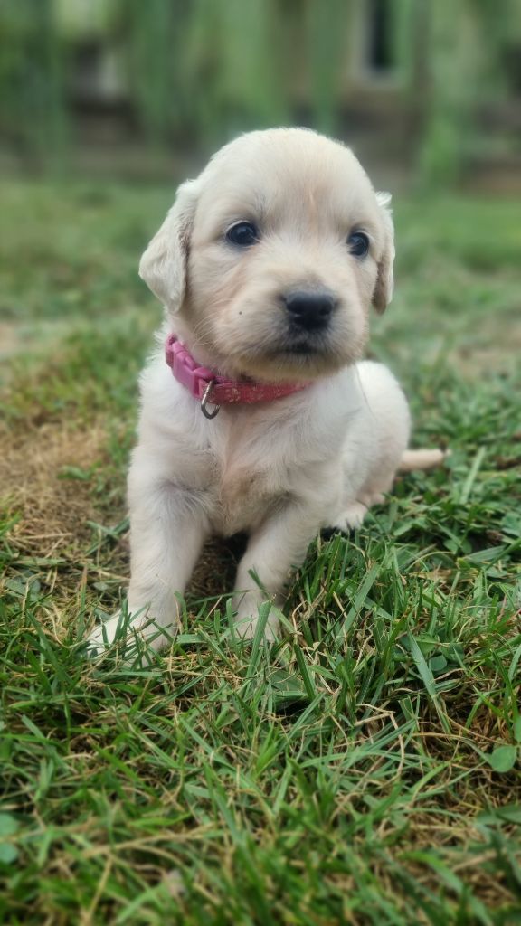 Des Rêveurs De Galens - Chiots disponibles - Golden Retriever