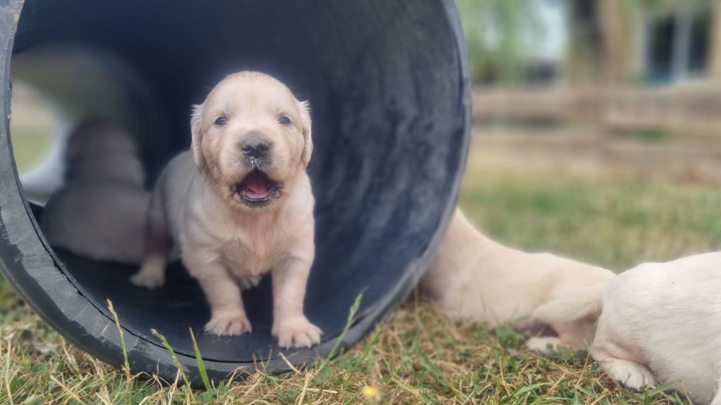 Des Rêveurs De Galens - Chiots disponibles - Golden Retriever